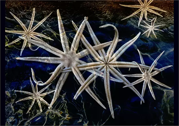 starfish in the sea