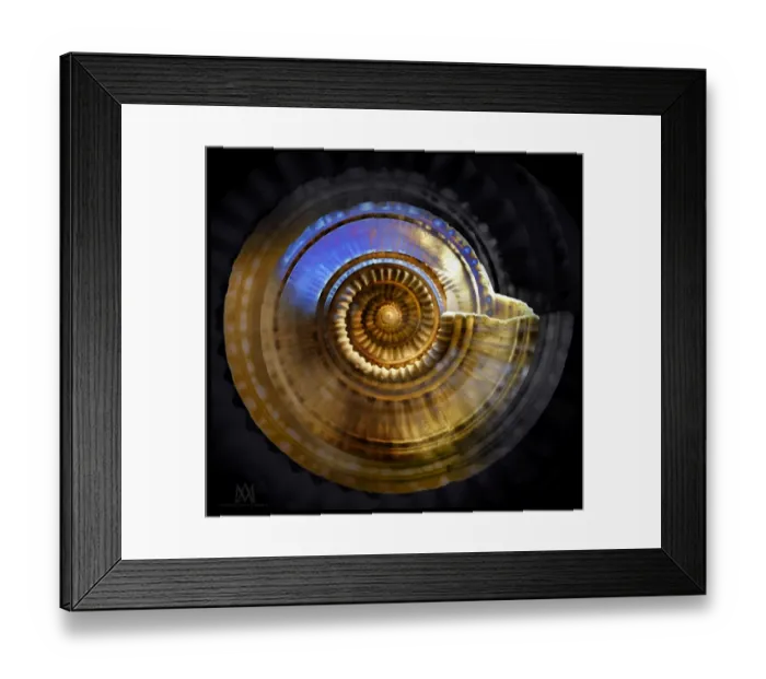 Framed Print : Sundial shell Framed Print : Sundial shell