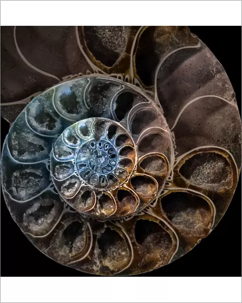 Ammonite 2