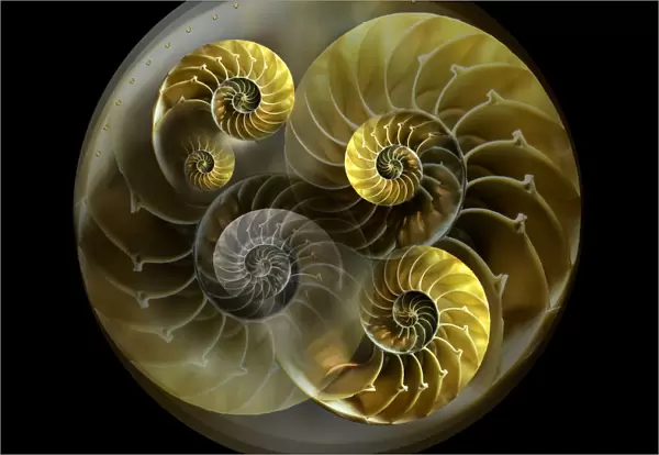 Nautilus shell pattern