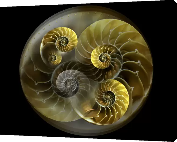 Nautilus shell pattern