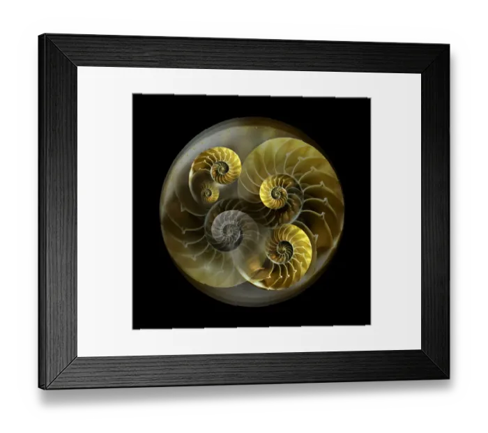 Framed Print : Nautilus shell pattern Framed Print : Nautilus shell pattern