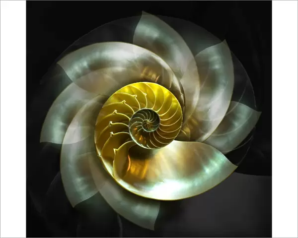 Spinning Nautilus