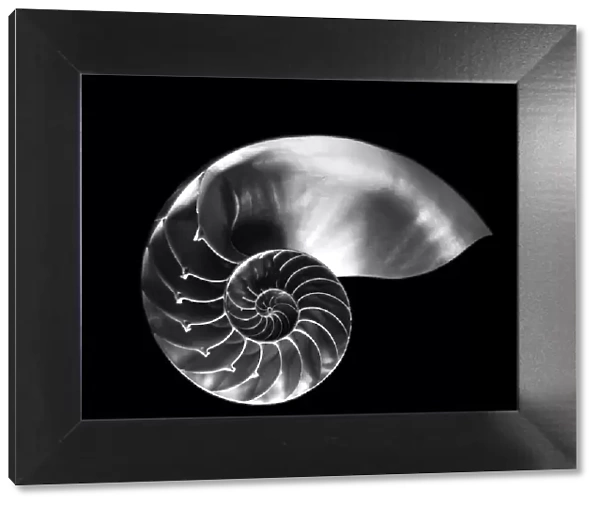 Nautilus shell in black and white