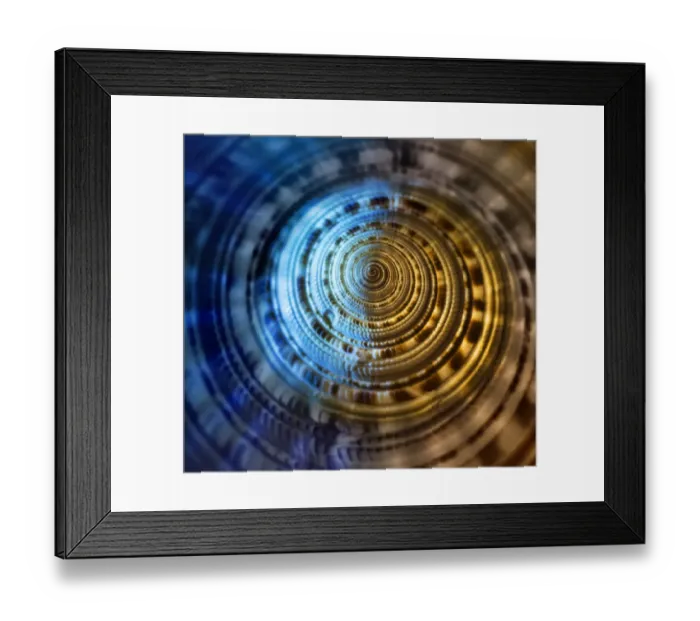 Framed Print : Sundial shell top Framed Print : Sundial shell top