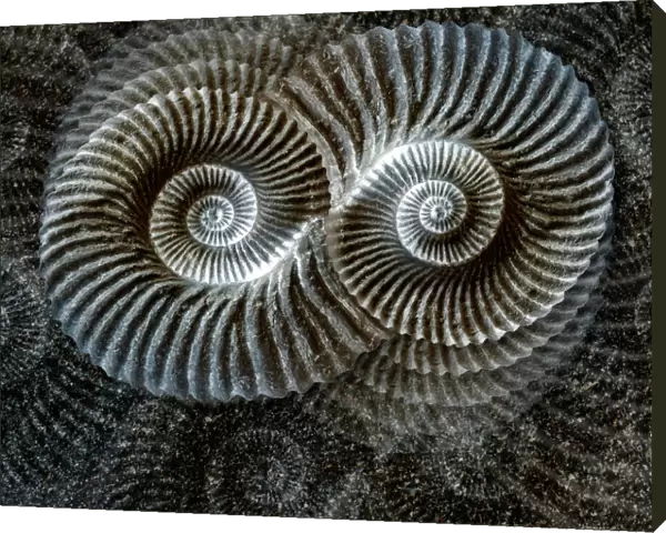 Shell fossil collage