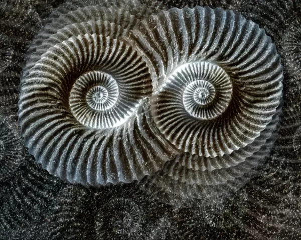 Shell fossil collage
