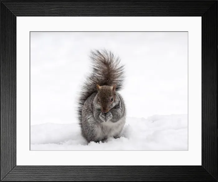Framed Print : Squirrel Portrait Framed Print : Squirrel Portrait