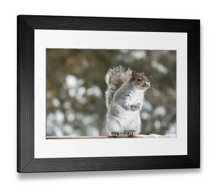 Framed Print : Standing Squirrel Framed Print : Standing Squirrel