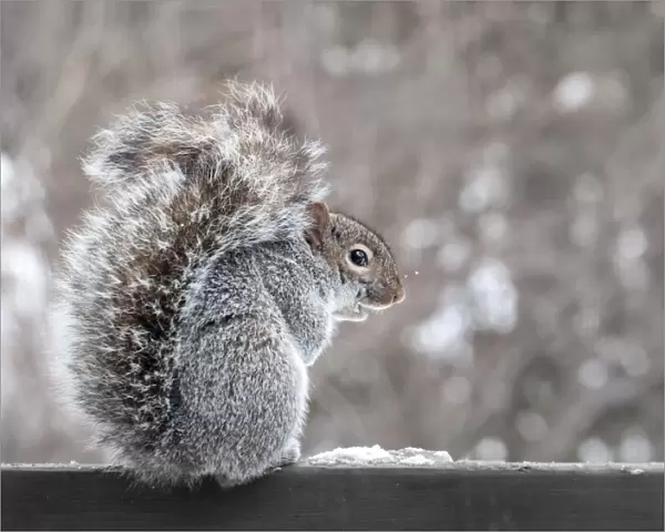 Squirrel portrait