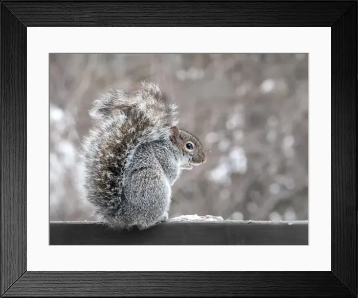 Framed Print : Squirrel portrait Framed Print : Squirrel portrait