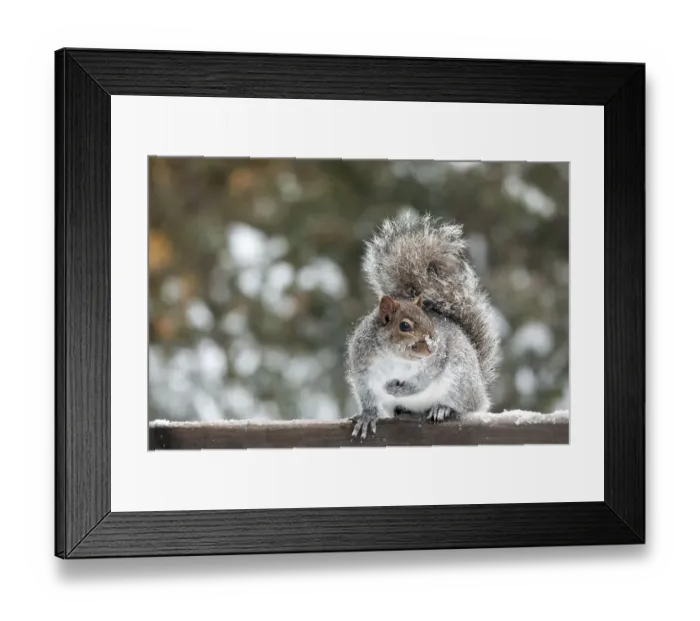 Framed Print : Squirrel. a super cute grey squirrel with snow on its nose Framed Print : Squirrel. a super cute grey squirrel with snow on its nose
