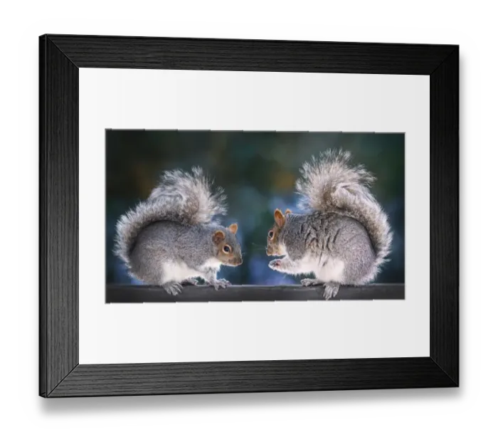Framed Print : Squirrel discussion Framed Print : Squirrel discussion
