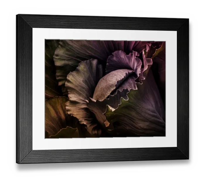 Framed Print : Red cabbage Framed Print : Red cabbage
