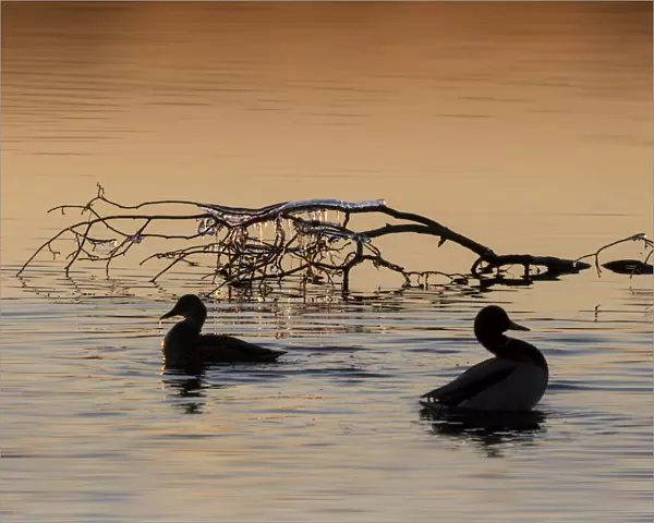 Ducks and frozen branch at sunset