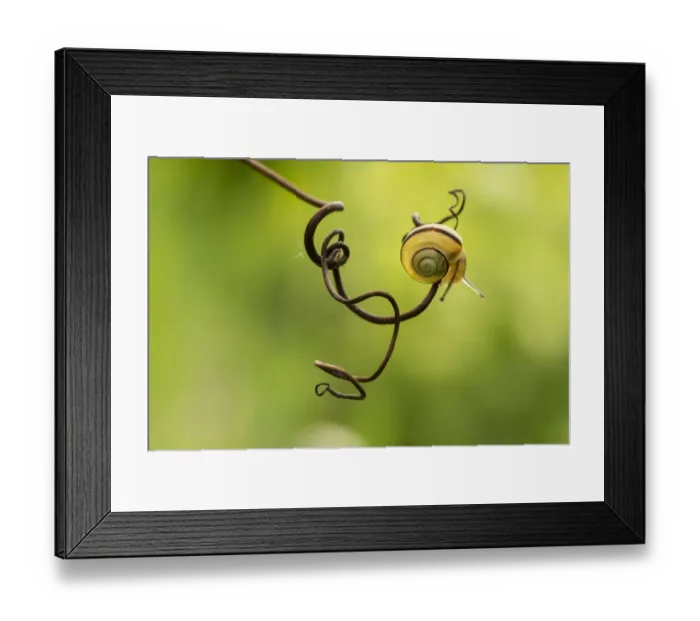 Framed Print : Snail face Framed Print : Snail face