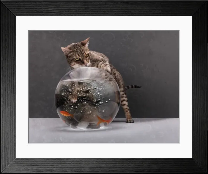 Framed Print : Cat Fishing