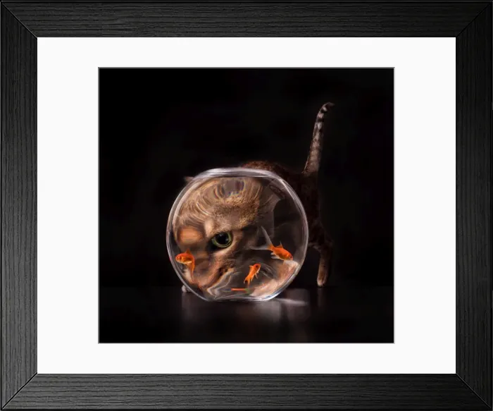Framed Print : Cat fishing