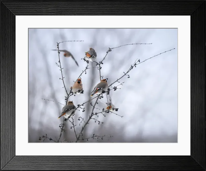 Framed Print : Bohemian Waxwings Framed Print : Bohemian Waxwings