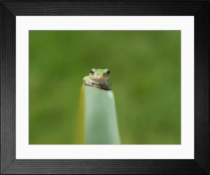 Framed Print : Sitting Pretty Framed Print : Sitting Pretty