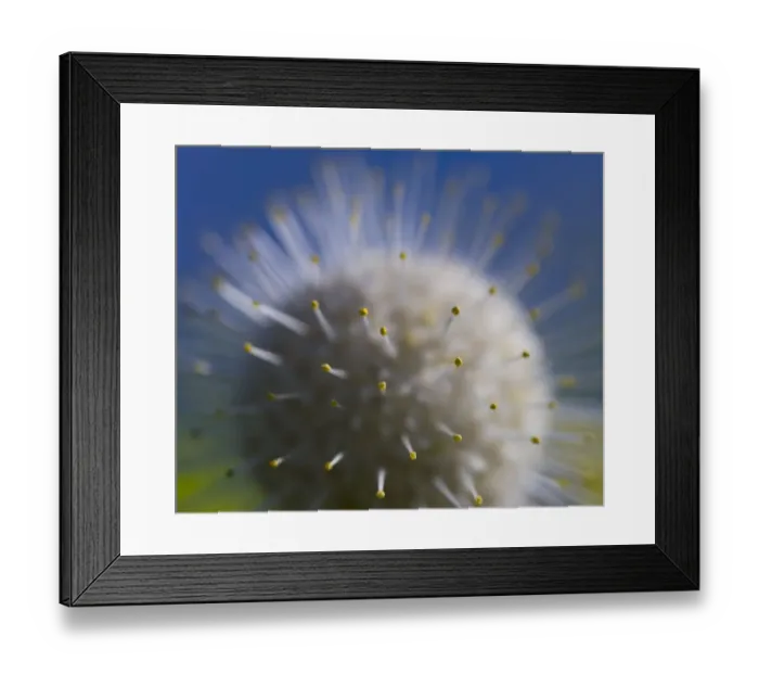 Framed Print : Poof. A macro photo of a white flower with long yellow-pointed stamens radiating out Framed Print : Poof. A macro photo of a white flower with long yellow-pointed stamens radiating out