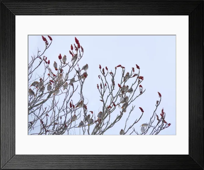 Framed Print : Bohemian Waxwings Framed Print : Bohemian Waxwings