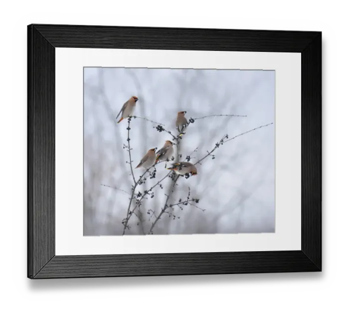 Framed Print : Bohemian Waxwings Framed Print : Bohemian Waxwings