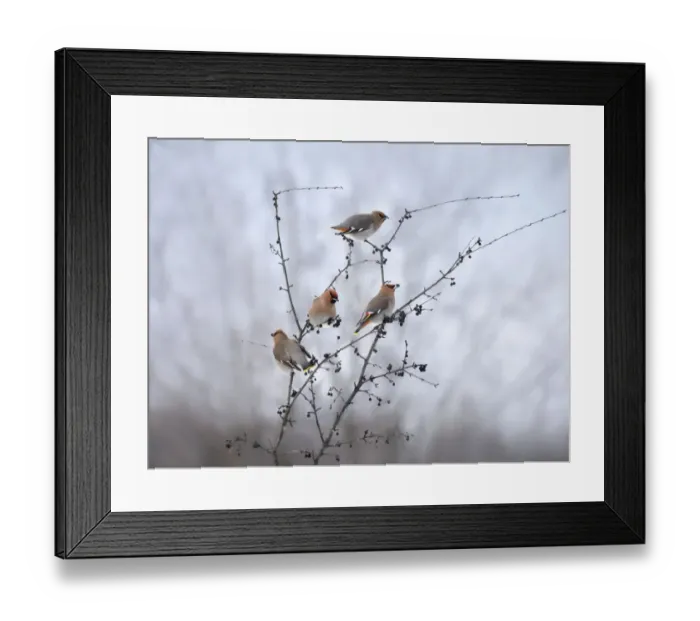 Framed Print : Bohemian waxwings Framed Print : Bohemian waxwings