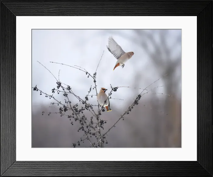 Framed Print : Bohemian Waxwings Framed Print : Bohemian Waxwings