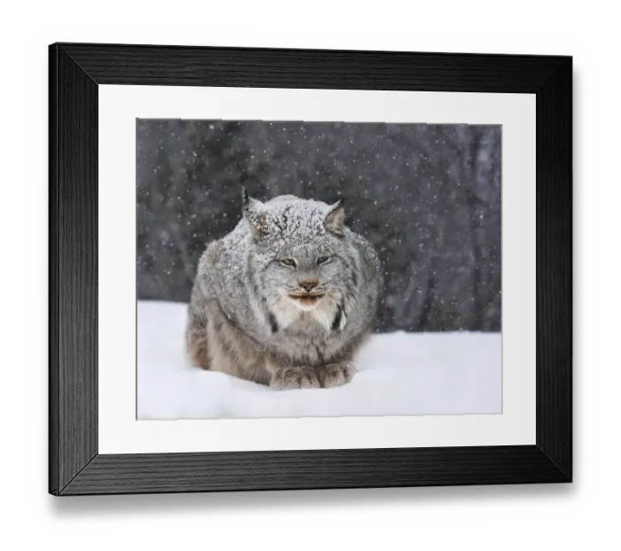 Framed Print : Canadian Lynx Framed Print : Canadian Lynx