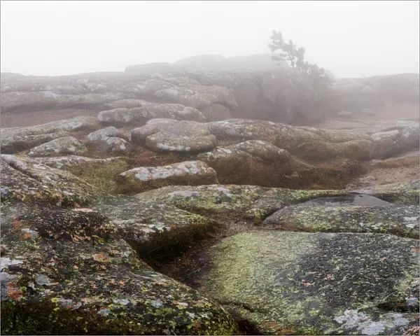 Foggy day. Foggy landscape on top of Cadillac Mountain in Acadia National