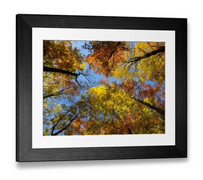 Framed Print : Look up - its autumn Framed Print : Look up - its autumn