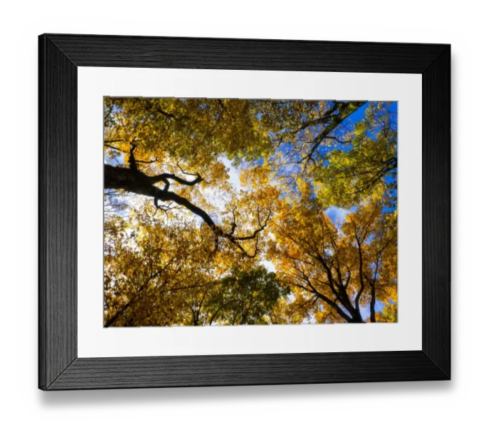 Framed Print : Look up - its autumn Framed Print : Look up - its autumn