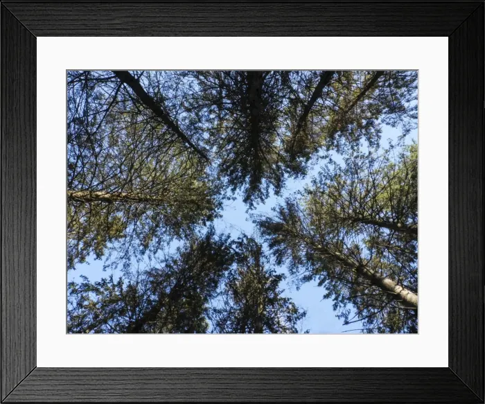Framed Print : Looking Up