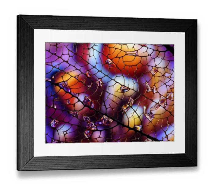 Framed Print : Coral and Clownfish Framed Print : Coral and Clownfish