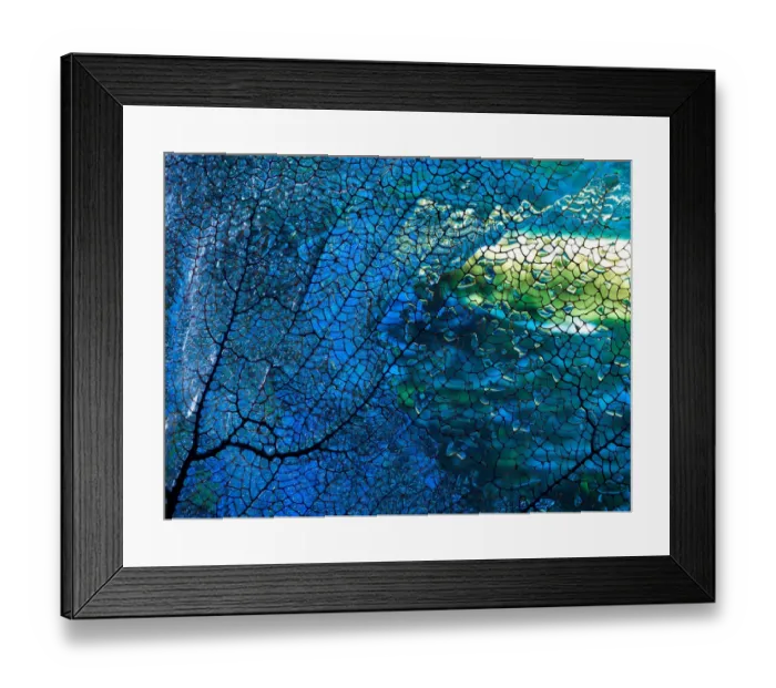 Framed Print : Fish and Coral Framed Print : Fish and Coral