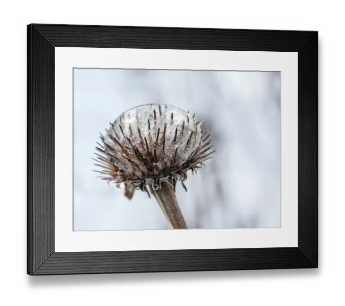 Framed Print : Frozen Echinacea Framed Print : Frozen Echinacea