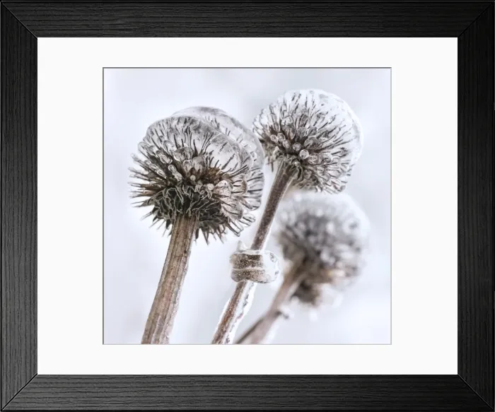 Framed Print : Winter garden