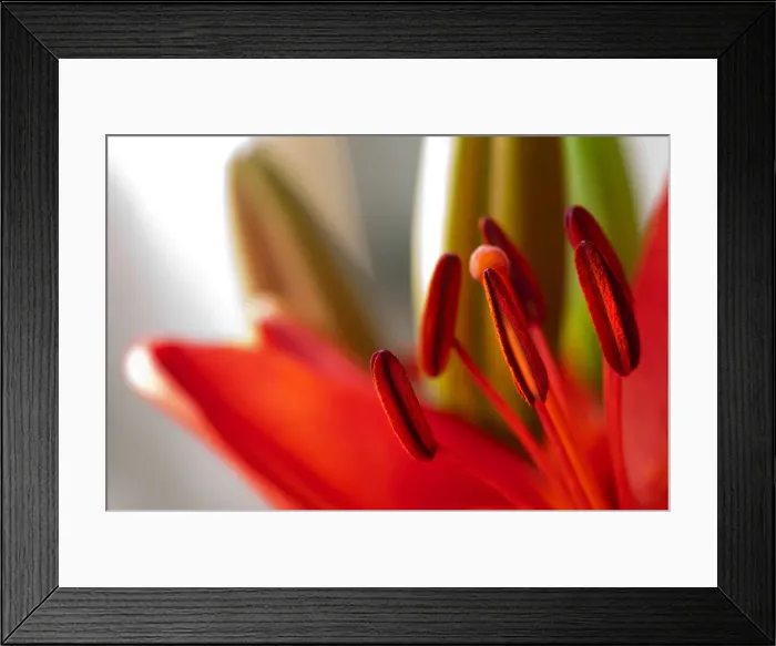 Framed Print : Red Lily. A macro photo of a brilliant red lily, showing its pistil Framed Print : Red Lily. A macro photo of a brilliant red lily, showing its pistil