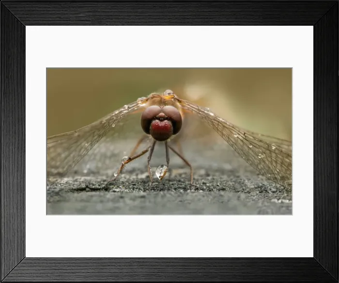 Framed Print : Cught in the rain Framed Print : Cught in the rain