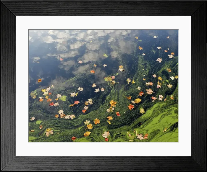 Framed Print : Clouds reflected in autumn pond Framed Print : Clouds reflected in autumn pond
