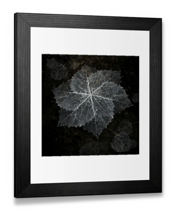 Framed Print : Aspen lace snowflake Framed Print : Aspen lace snowflake