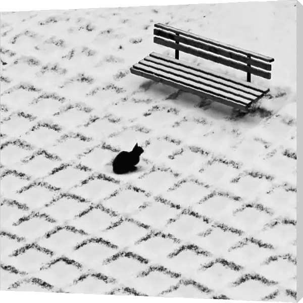 Black cat contemplating bench