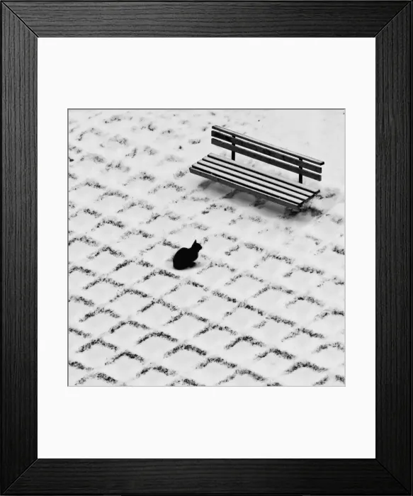 Framed Print : Black cat contemplating bench Framed Print : Black cat contemplating bench