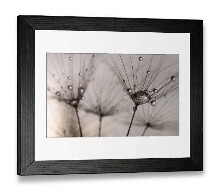 Framed Print : wet goats beard Framed Print : wet goats beard