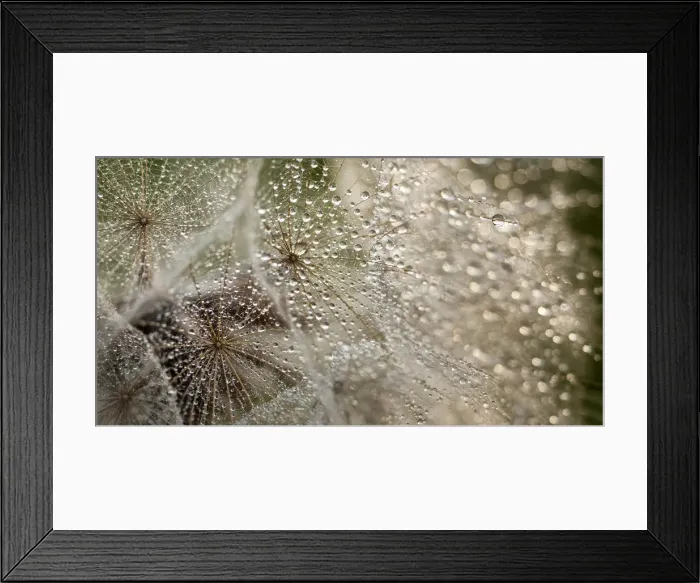 Framed Print : raindrops on goats beard Framed Print : raindrops on goats beard