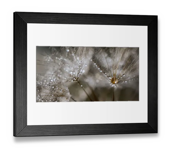 Framed Print : Wet goats beard Framed Print : Wet goats beard