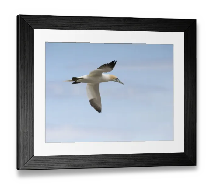 Framed Print : Soaring gannet Framed Print : Soaring gannet