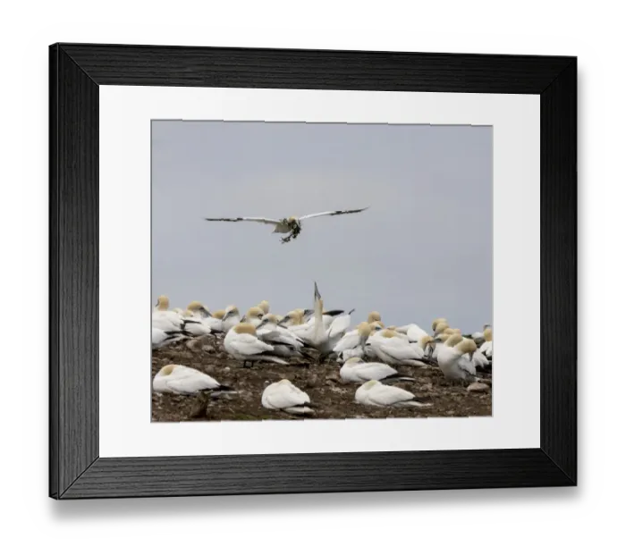Framed Print : Bringing nesting material Framed Print : Bringing nesting material
