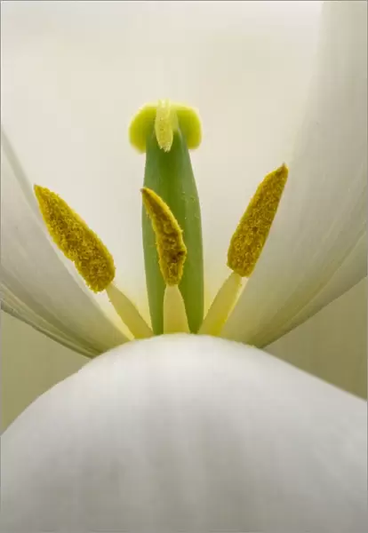 Inside a white tulip